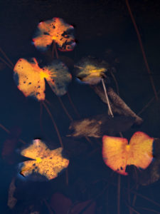 Europe, Germany, Hesse, Marburger Land, autumn colored water lily leaves on dark water Europe, Germany, Hesse, Marburger Land, autumn colored water lily leaves on dark water